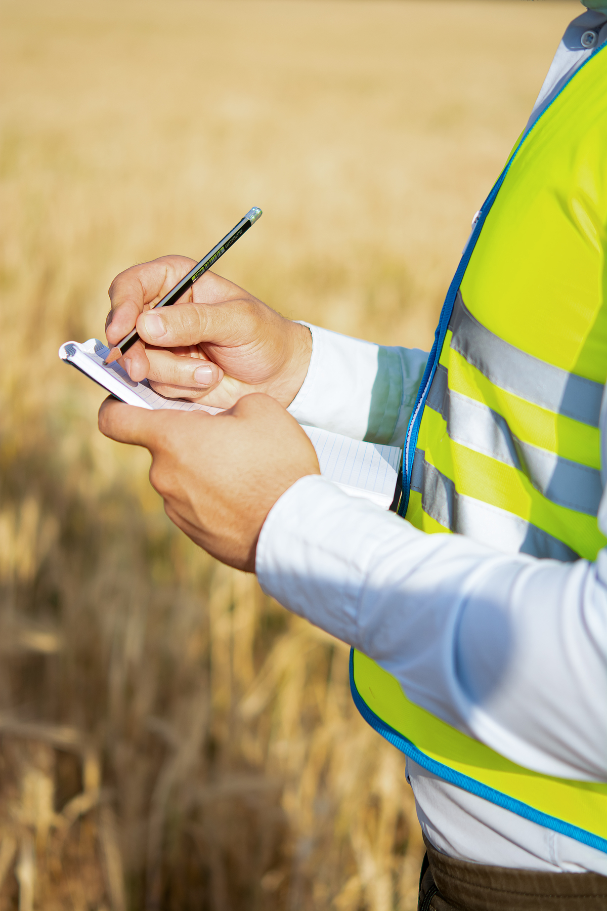 Close-up of an engineer’s hands holding a folder in a wheat field in summer, a close-up of an agronomist’s hands holding a folder and recording wheat growth rates, an engineer in a field